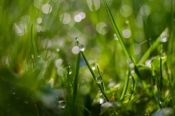 Färskt Saftigt Grönt Gräs För Sommaren Bakgrund — Stockfoto