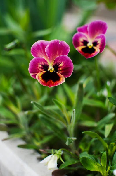 화식조 Viola Purple Vitrocca 보라색을 년마다열리는 꽃봉오리는 관심하게 떠나지 않으며 — 스톡 사진