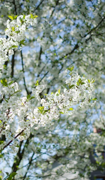 Delizioso Delicato Fiore Ciliegio Nel Caldo Clima Primaverile Sfondo Bella — Foto Stock