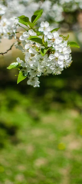 Preciosa Flor Cerezo Delicada Clima Cálido Primavera Para Fondo Hermosa — Foto de Stock