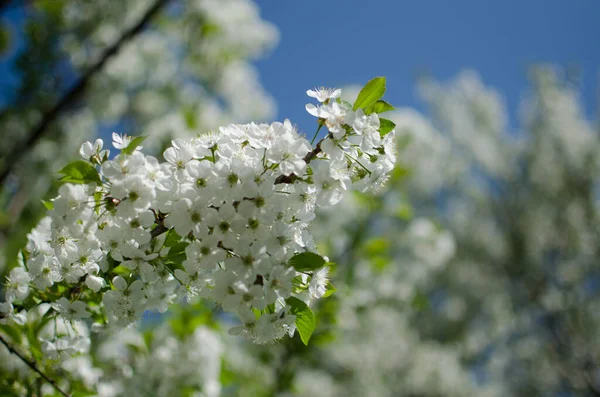 Preciosa Flor Cerezo Delicada Clima Cálido Primavera Para Fondo Hermosa —  Fotos de Stock