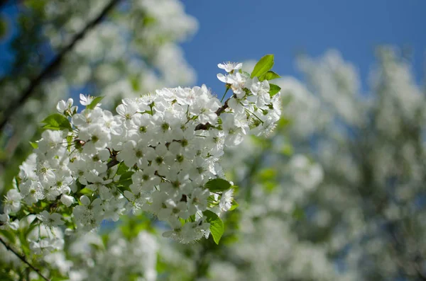 Heerlijk Delicate Kersenbloesem Bij Warm Lenteweer Voor Achtergrond Mooie Infusie — Stockfoto