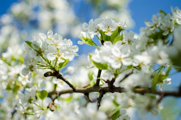 Beyaz çiçekler armut çiçeği iyi bir nektardır ve güneşli bir bahar gününde armut hasadı için.