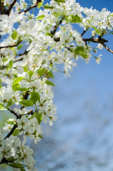 Białe Kwiaty Gruszki Kwiat Dobry Nektar Dla Gruszek Zbiorów Słoneczny — Zdjęcie stockowe