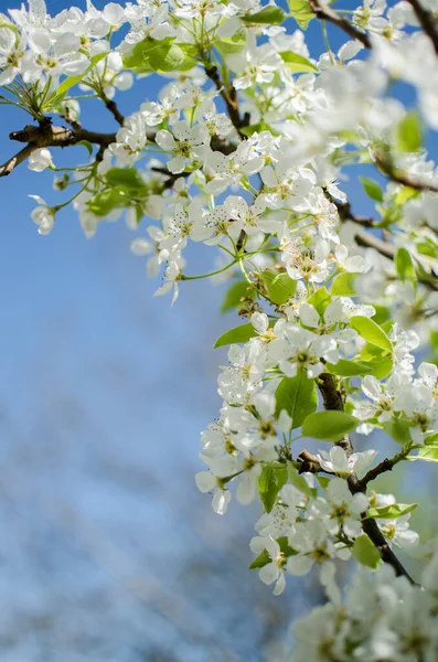 白花梨花是很好的花蜜 在阳光明媚的春日也是梨树的收获季节 — 图库照片