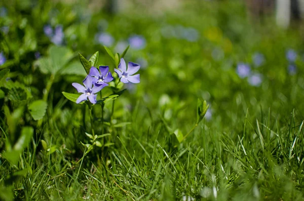 背景や春の花束のためのペリウィンクルの少し繊細な花 — ストック写真