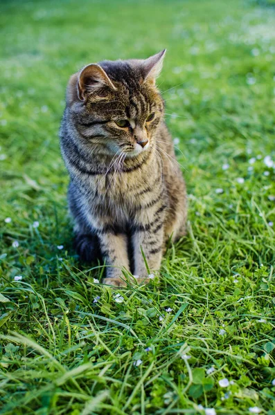 Funny Little Cat Walking Outdoors Home — Stock Photo, Image