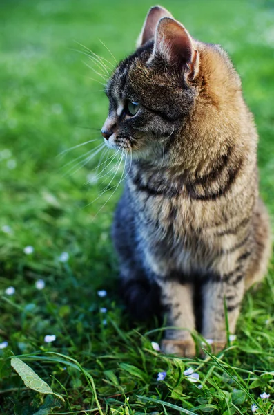 Divertido Pequeño Gato Caminando Aire Libre Cerca Casa —  Fotos de Stock