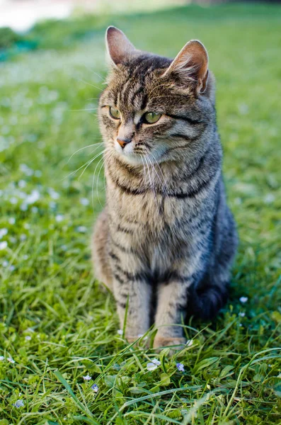 Funny Little Cat Walking Outdoors Home — Stock Photo, Image