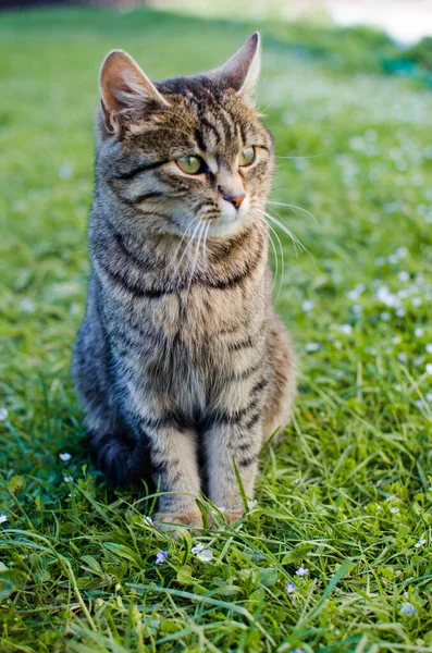 Funny Little Cat Walking Outdoors Home — Stock Photo, Image