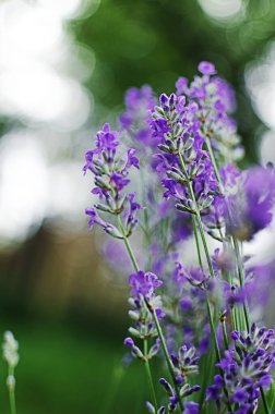 Mor lavanta çiçekleri bir buket ya da duvar kağıdı için açık arazide yetişir.