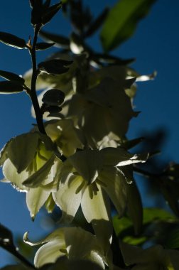 Bir hediye ya da vazoda depolamak için güzel kokulu bir çiçek buketi.