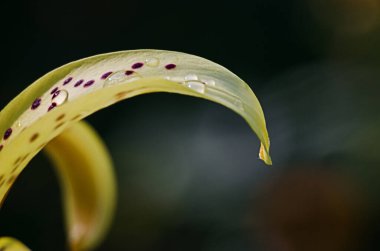 Bir hediye ya da vazoda depolamak için güzel kokulu bir çiçek buketi.