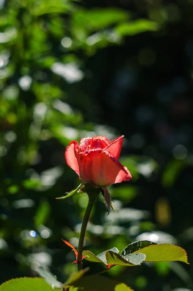 Летом Открытом Воздухе Растут Красивые Свежие Розы Букета — стоковое фото