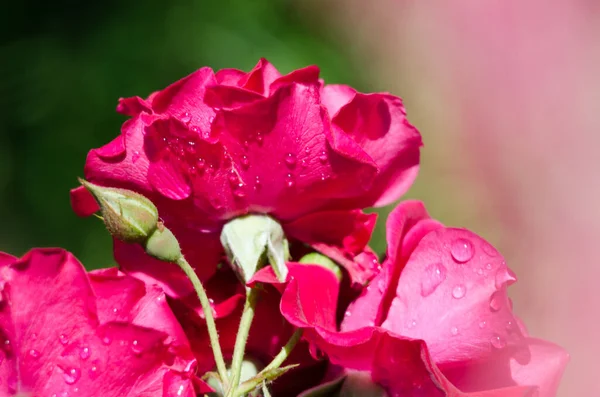 Belle Rose Fresche Crescono All Aperto Estate Bouquet — Foto Stock