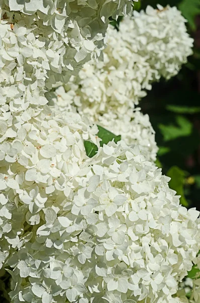 Yaz Buketi Için Sevimli Güzel Ortanca Çiçekleri — Stok fotoğraf