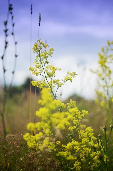 Свіжі Дикорослі Квіти Цвітуть Полі Красивий Сонячний Літній День Букета — стокове фото
