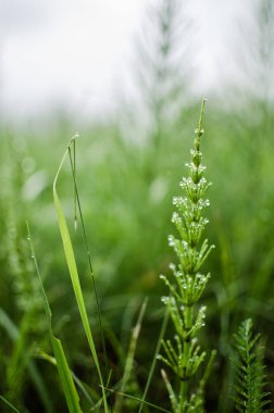 Yeşil at kuyruğu sabah çiğ taneleriyle ve arka planda yetişir.