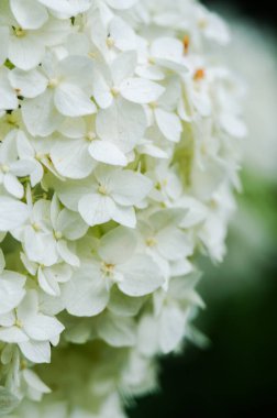 Yaz buketi için sevimli ve güzel ortanca çiçekleri