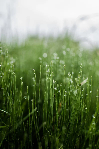 Cola Caballo Verde Aire Libre Crece Por Mañana Con Rocío — Foto de Stock