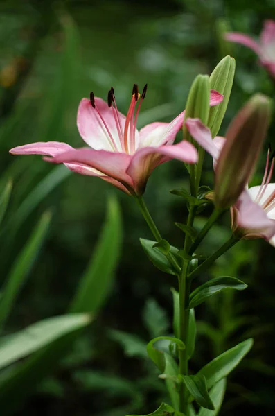 Egy Illatos Csokor Liliom Virág Egy Ajándék Vagy Tárolás Egy — Stock Fotó