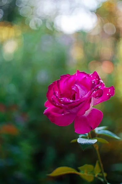 Krásné Čerstvé Růže Rostou Venku Létě Kytici — Stock fotografie