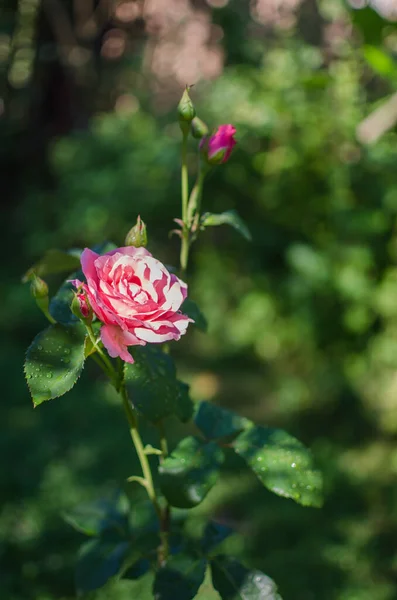 Hermosas Rosas Frescas Crecen Aire Libre Verano Para Ramo — Foto de Stock