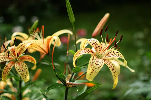 Ein Duftender Strauß Lilienblüten Als Geschenk Oder Zur Aufbewahrung Einer Stockbild