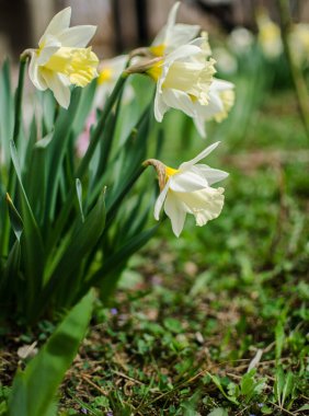 Harika nergis çiçekleri baharda çiçek açar çiçek ve arka plan için.