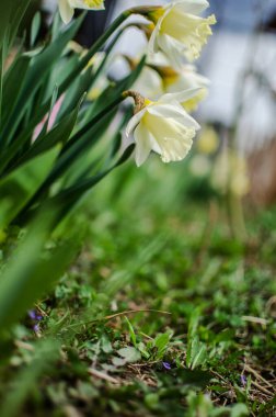 Harika nergis çiçekleri baharda çiçek açar çiçek ve arka plan için.
