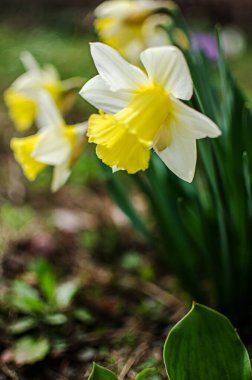 Harika nergis çiçekleri baharda çiçek açar çiçek ve arka plan için.