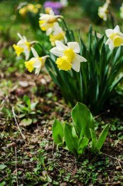 Harika nergis çiçekleri baharda çiçek açar çiçek ve arka plan için.