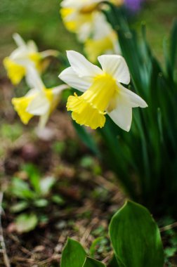 Harika nergis çiçekleri baharda çiçek açar çiçek ve arka plan için.