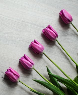 İnce bahar laleleri bir buket çiçek açar.