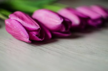 İnce bahar laleleri bir buket çiçek açar.