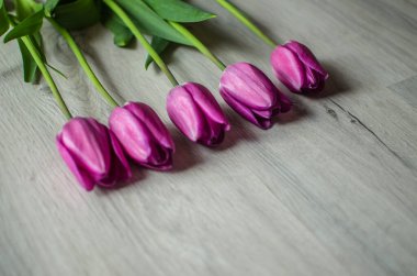 İnce bahar laleleri bir buket çiçek açar.