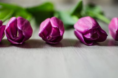 İnce bahar laleleri bir buket çiçek açar.