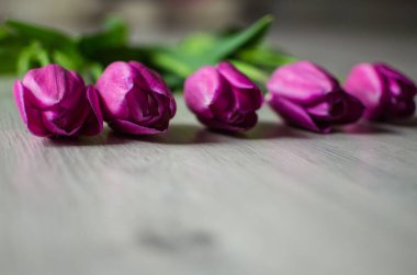 İnce bahar laleleri bir buket çiçek açar.