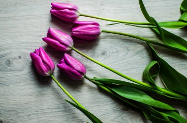 İnce bahar laleleri bir buket çiçek açar.