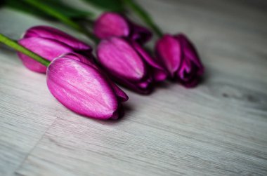 İnce bahar laleleri bir buket çiçek açar.