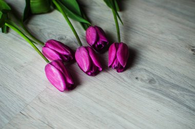 İnce bahar laleleri bir buket çiçek açar.