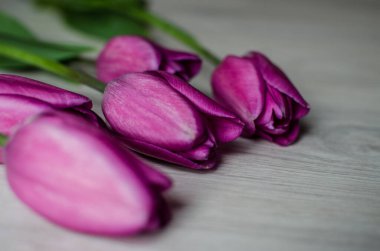 İnce bahar laleleri bir buket çiçek açar.