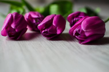 İnce bahar laleleri bir buket çiçek açar.