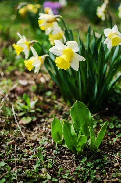 Harika nergis çiçekleri baharda çiçek açar çiçek ve arka plan için.