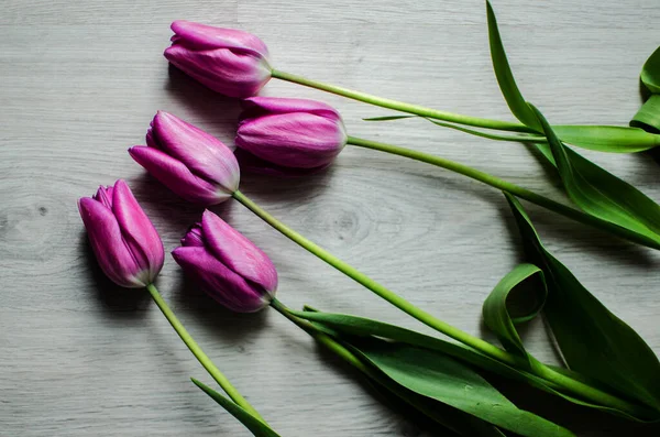 İnce bahar laleleri bir buket çiçek açar.