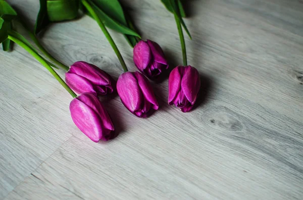 İnce bahar laleleri bir buket çiçek açar.