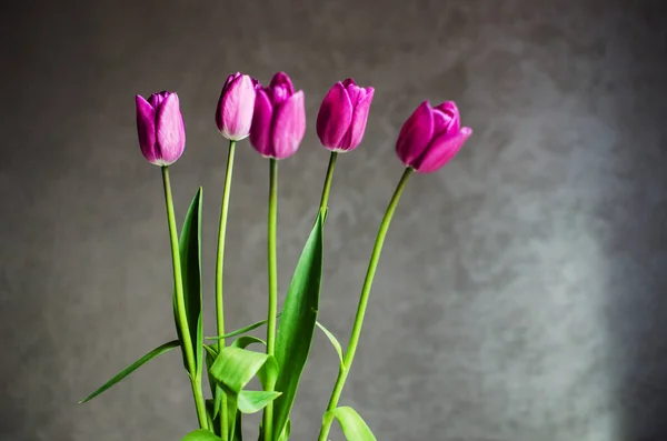 Щільні Весняні Тюльпани Цвітуть Відкритому Повітрі Букета — стокове фото