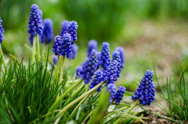 Küçük bahar mavisi Muscari çiçekleri güneşli bir günde açık havada açar.