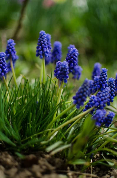 Little Spring Blue Muscari Flowers Bloom Outdoors Sunny Day — Stock Photo, Image