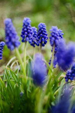 Küçük bahar mavisi Muscari çiçekleri güneşli bir günde açık havada açar.